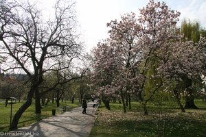 Magnolienblüte im Klostergarten