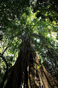 Ocotea Monteverdensis – ein Avocadobaum