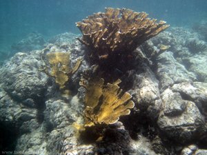 Korallen in der Saline Bay