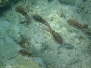 Tintenfische in der Saline Bay