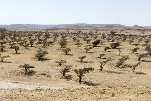 Weihrauchbäume beim Wadi Dawkah
