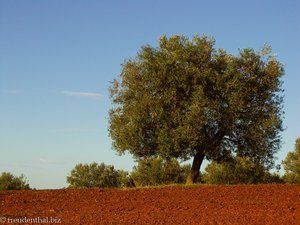 Feld mit Olivenbäume