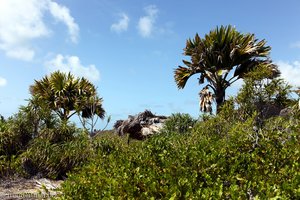 Seychellenpalmen, Coco de Mer