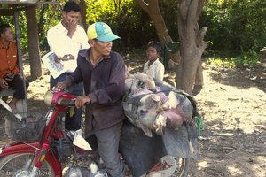 Ein Schwein auf dem Moped am Tonle Sap in Kambodscha