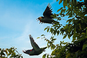 Zwei grüne Papageien fliegen davon
