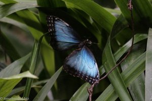 Blauer Morphofalter, auch Himmelsfalter (Morpho peleides)