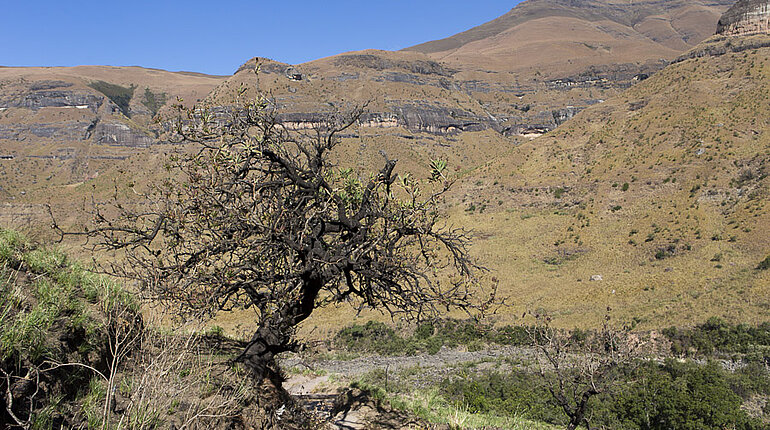 Landschaft am Tugela Gorge im Royal Natal Nationalpark