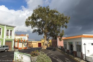 Ein Baum beim Mirador de Villa de Mazo