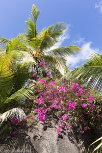 Blumen und Palmen beim Hotel Sunset Beach auf Mahé