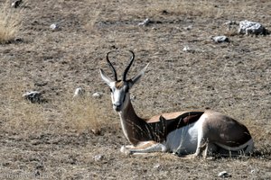 Springbok im Etosha Nationalpark