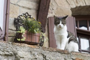 Katze in Cordes-sur-Ciel
