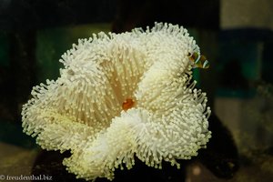 Anemone mit Clownsfisch