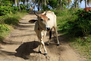 Kuh auf Ko Raya