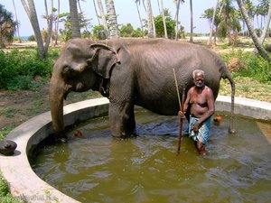 Elefantenbad - Baby Nola und Mahud