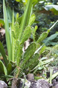 Kaktus in der Schlucht des Bras de la Plaine