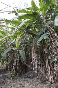 Bananenplantage auf La Réunion