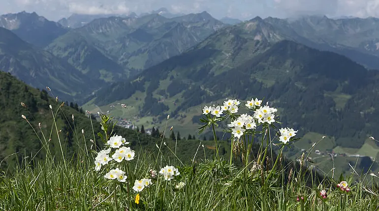 Blumenwiese mit Narzissenbluetigen Anemonen beim Fellhorn