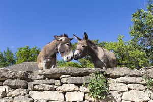zwei Esel mögen sich in der Region Orheiul Vechi in Moldawien