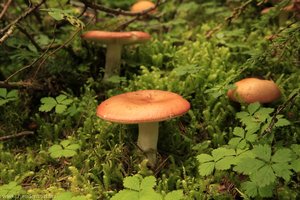 Pilze im Joffre Provincial Park