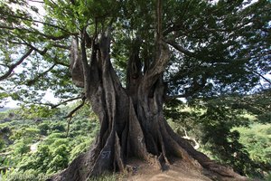 Poilón - Kapokbaum auf den Kapverden