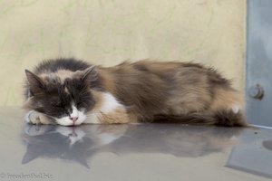 Schlafende Katze in Piran