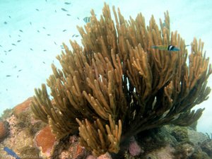 Korallen bei Jamesby, Tobago Cays