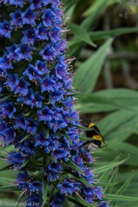 Blauer Natternkopf Stolz von Madeira (Echium fastuosum syn. candicans)