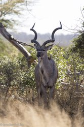 Kudu im Krüger Nationalpark