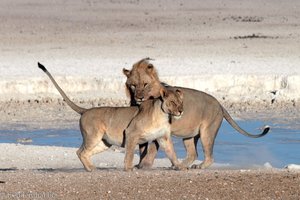Namibian - Löwen in Etosha