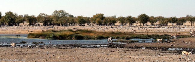 eine der natürlichen Wasserstellen im Etosha Nationalpark