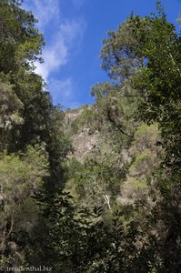 Blick in den dichten Wald des Barranco de la Madera