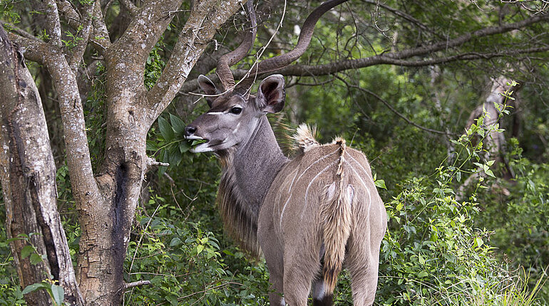 Kudu im iSimangaliso Wetland Park