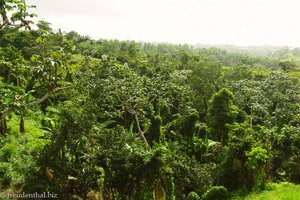 Grüne Wälder auf Samana