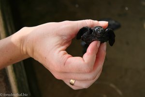 zwei Tage altes Schildkröten-Baby