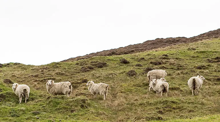 Schafe beim Wester Quarff