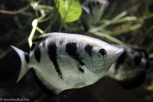 Fisch im Haus der Natur von Salzburg