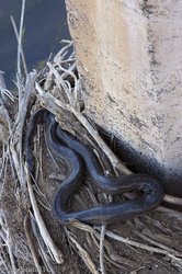 Schlange im Krüger Nationalpark
