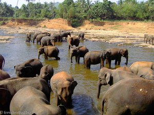 Pinnawela - Elefantenbad im Maha Oya-Fluss