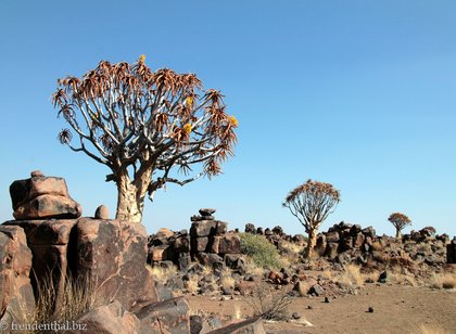 Köcherbaumwald von Namibia