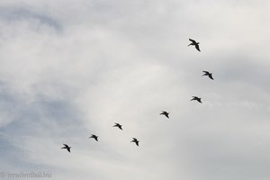 Pelikane bei Tortuguero