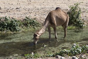Dromedar im Wadi Darbat bei Salalah