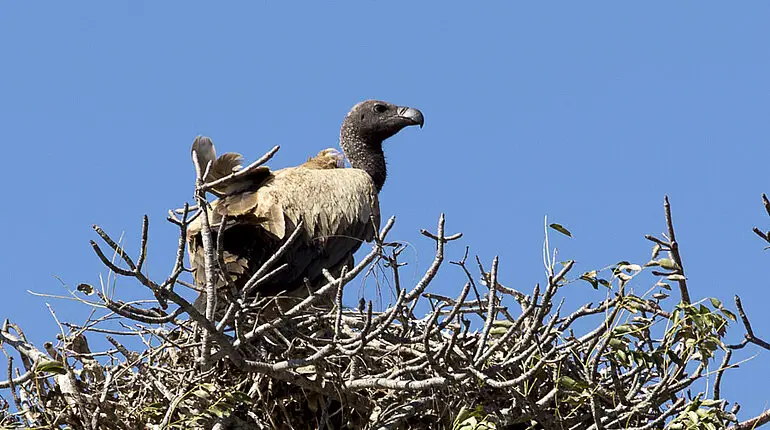 Geier in seinem Nest - Krüger Nationalpark