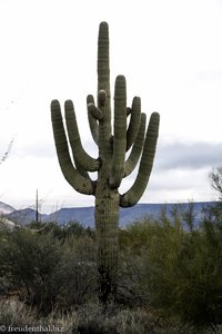 USA-Rundreise - Saguaro Kaktus (Carnegiea gigantea) in der Sonora-Wüste