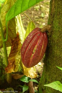 Kakao auf Samana