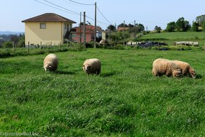 Schafe bei Boente