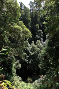 Blick in den dichten Wald am Pico Leitao