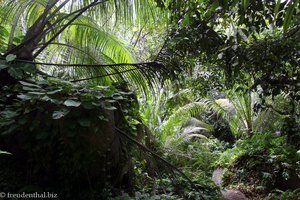 Dschungelweg zwischen der Grand Anse und den südlichen Stränden