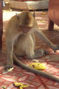 Affe auf dem Affenberg Khao Takiab