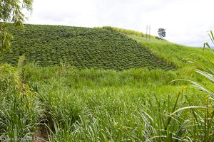 Kaffeebüsche und Zuckerrohr in Kolumbien.