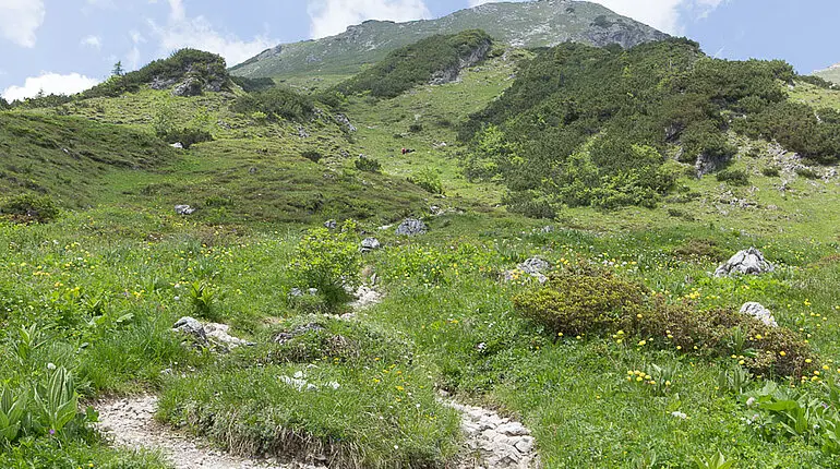 Blumenwiesen im Naturschutzgebiet Allgäuer Hochalpen